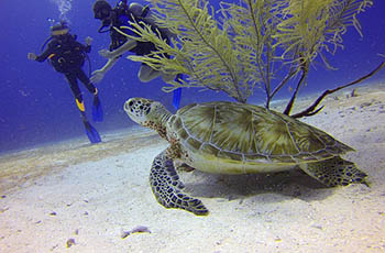 scuba diving Crete