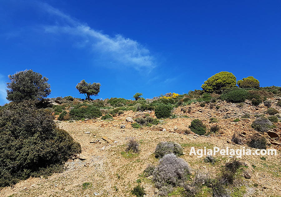 Achlada - nature of the island of Crete