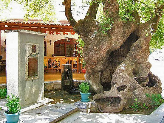 the Platanos in fodele village on Crete